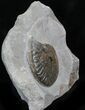 Rare Upper Lias Pseudolioceras Ammonite - #30777-2
